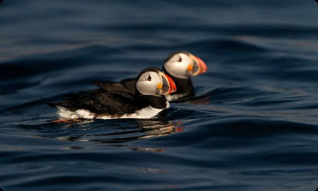 Puffins on Scottish waters